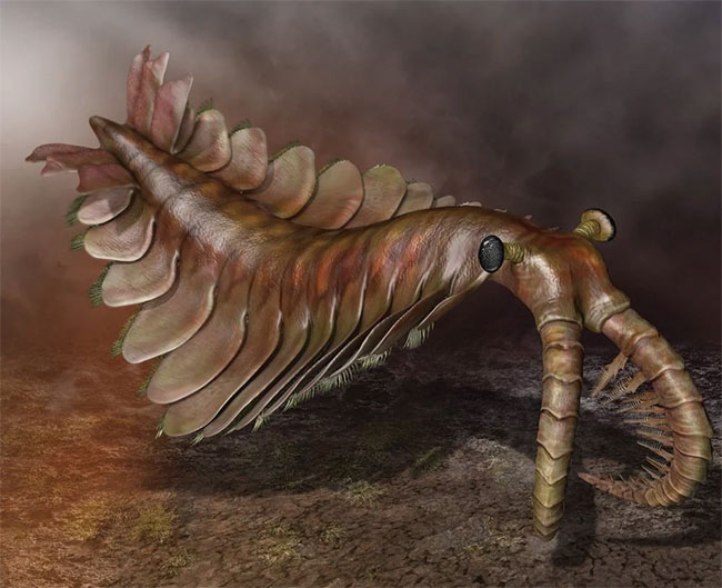 Anomalocaris là một chi Anomalocarididae, một họ động vật được xem là họ hàng gần của tổ tiên arthropoda. Hóa thạch Anomalocaris đầu tiên được phát hiện bởi Joseph Frederick Whiteaves, một hóa thạch khác phát hiện bởi Charles Doolittle Walcott. Anomalocaris được cho là động vật ăn thịt.