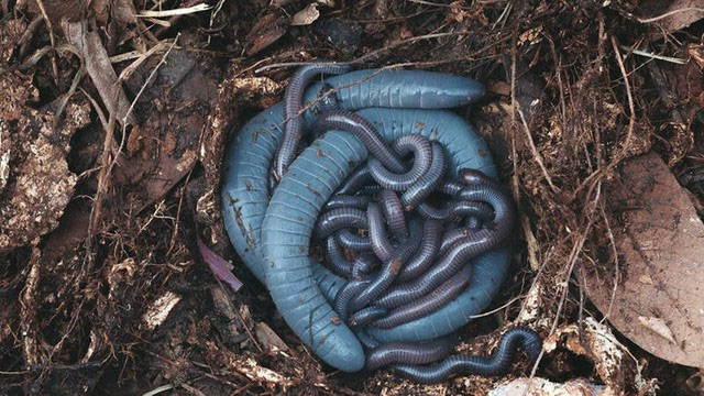 Ringed caecilian có chiều dài tổng thể từ 28-45 cm và đường kính cơ thể là 12-20 mm. Tuổi thọ điển hình của Ringed caecilian là từ 1-2 năm. Miệng của giun đũa chứa hàng chục chiếc răng sắc nhọn như kim và chúng nuốt toàn bộ thức ăn. Chúng thường ăn động vật không xương sống sống trong đất như mối, nhộng bọ cánh cứng và động vật thân mềm. Chúng cũng có thể ăn rắn nhỏ, ếch, thằn lằn và các loài giun khác.