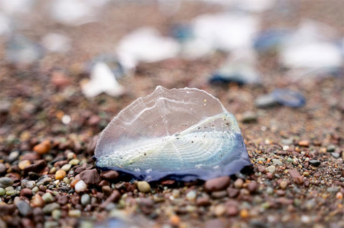 Velella velella còn có tên là “thủy thủ theo chiều gió”. (Ảnh: Getty Images).