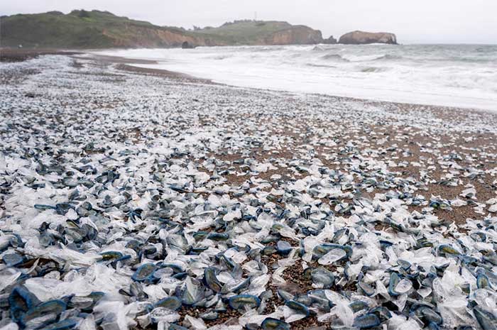 Đã có hàng triệu con Velella velella dạt bờ biển Mỹ trong mùa xuân năm nay. (Ảnh: Getty Images).