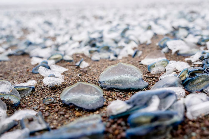 Velella velella nhỏ bé có màu xanh đặc biệt. (Ảnh: Getty Images).