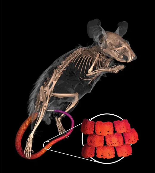 Đuôi của chuột gai: Dự án đã chụp cắt lớp điện toán (CT Scan) của chuột đuôi gai đã cho thấy đuôi có lớp vảy giáp, cho thấy loài chuột này có liên quan đến các loài gặm nhấm khác cùng đặc điểm.