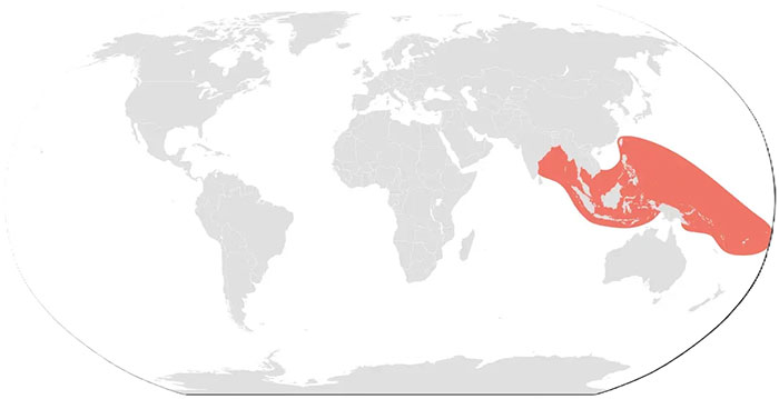 Bản đồ phân bố rắn biển mép vàng. (Ảnh: Wiki).