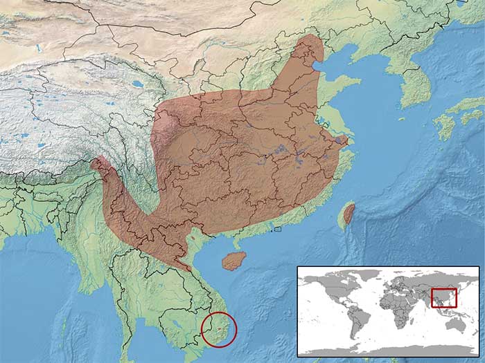 Bản đồ phân bố khu vực sinh sống của loài rắn sọc quan (Ảnh: Wikipedia).