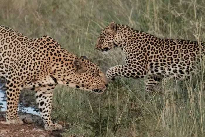 Báo hoa mai tại Khu bảo tồn quốc gia Maasai Mara, Kenya. (Ảnh: AFP/TTXVN).