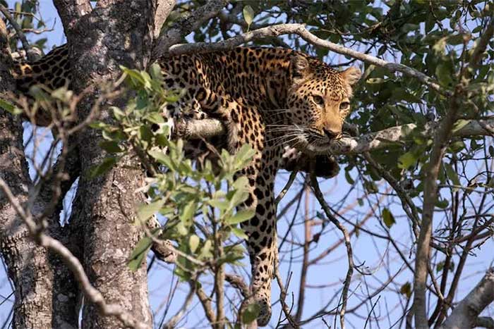 Một con báo hoa mai (Panthera pardus) trú ẩn trên cây ở khu bảo tồn thiên nhiên Sabi Sands, Mpumalanga, Nam Phi.