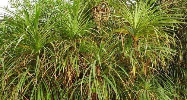 Với kích thước không quá lớn, cọ Pandanus thường bị che khuất và gây ra nhiều những khó khăn cho các nhà khai thác kim cương. (Ảnh: Pixabay)