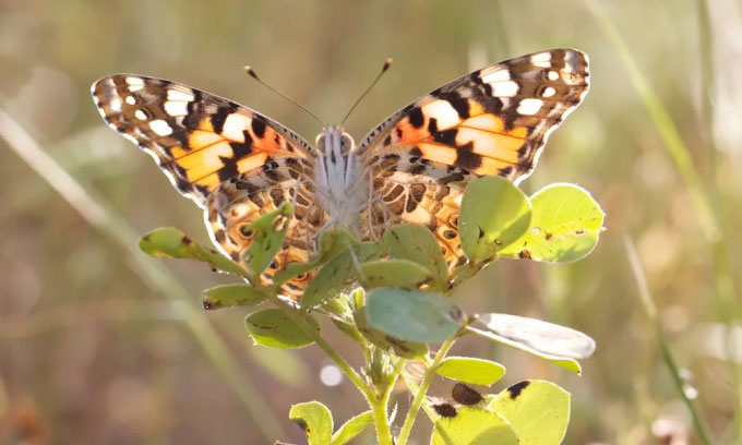 Bướm Vanessa cardui có thể bay xuyên Đại Tây Dương không cần nghỉ. (Ảnh: Roger Vila).