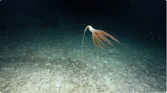 Con bút biển này có xúc tu dài tới 40cm. (Ảnh: Live Science)