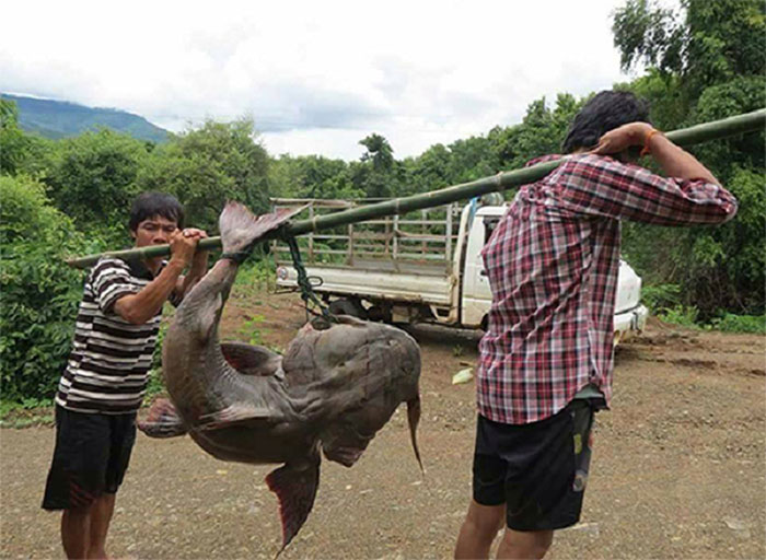 Sáng 6/11/2016, anh Lò Văn Phanh (Điện Biên) bắt được con cá chiên nặng khoảng 28kg, dài 1,5 mét trên sông Đà khu vực cầu Hang Tôm, thị xã Mường Lay, tỉnh Điện Biên.