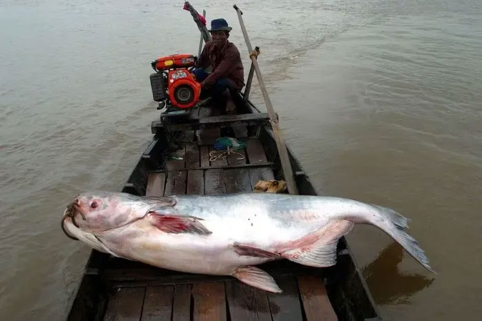 Hình ảnh một con cá da trơn khổng lồ tại sông Mekong. (Nguồn: Reuters).