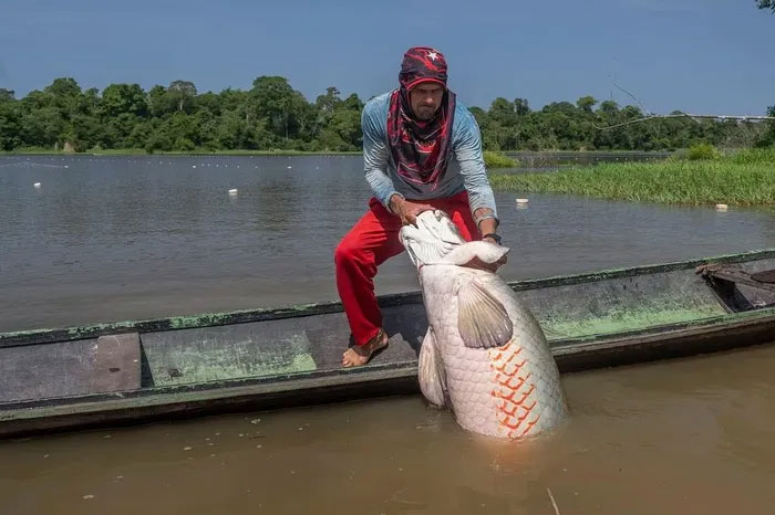 Ngư dân bắt một con cá Hải tượng long trên sông Amazon. (Nguồn: National Geographic).