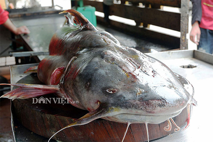 Cuối tháng 5/2018, một con 