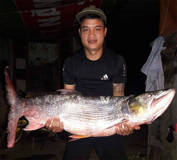 Ngày 2/7/2018, một nhóm ngư dân đánh lưới trên sông Đà (đoạn chảy qua tỉnh Sơn La) đã bắt được con cá măng khổng lồ nặng 22kg, dài hơn 1m.