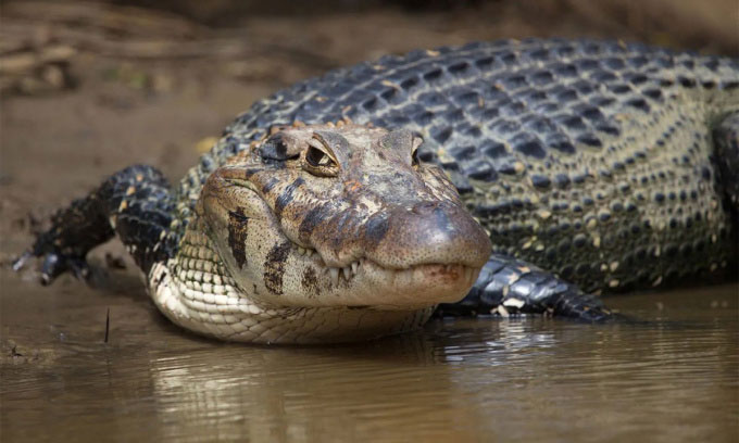 Cá sấu caiman đen có thể dài đến 5m. (Ảnh: Tristan Barrington Photography).