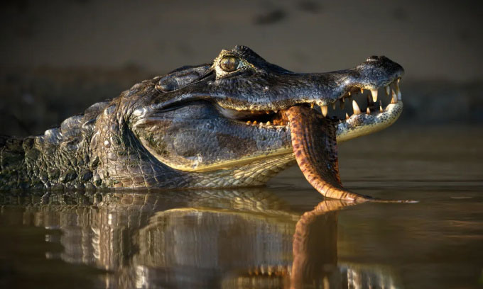 Cá sấu caiman đen ở sông Pantanal, Brazil, với con mồi trong hàm. (Ảnh: Wirestock Creators)