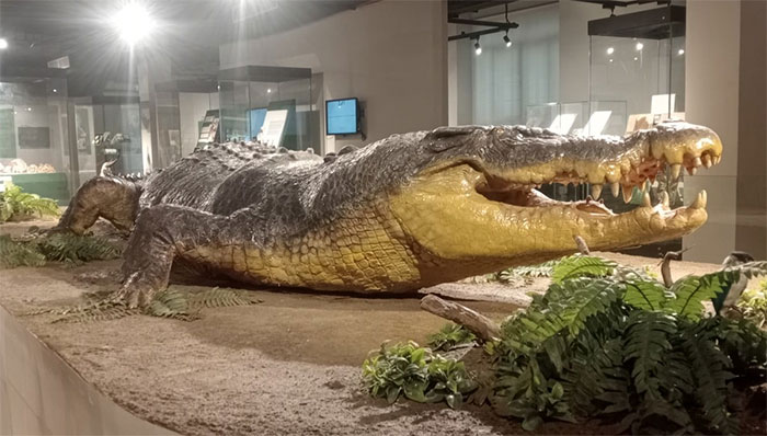 Cá sấu nước mặn “Lolong” – con cá sấu lớn nhất từng bị bắt trong tự nhiên với tổng chiều dài 6,17 m (hơn 20 ft) và nặng 1.075 kg (2370 lb). (Ảnh: Lara Mesoga).