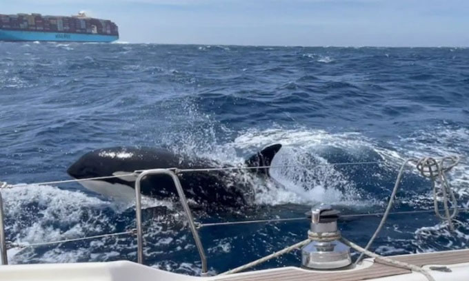 Cá voi sát thủ tiếp cận du thuyền ở eo biển Gibraltar. (Ảnh: Telegraph).