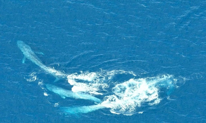 Cá voi cái cố gắng thoát khỏi sự đeo đuổi của hai con đực. (Ảnh: Blue Whale Study).