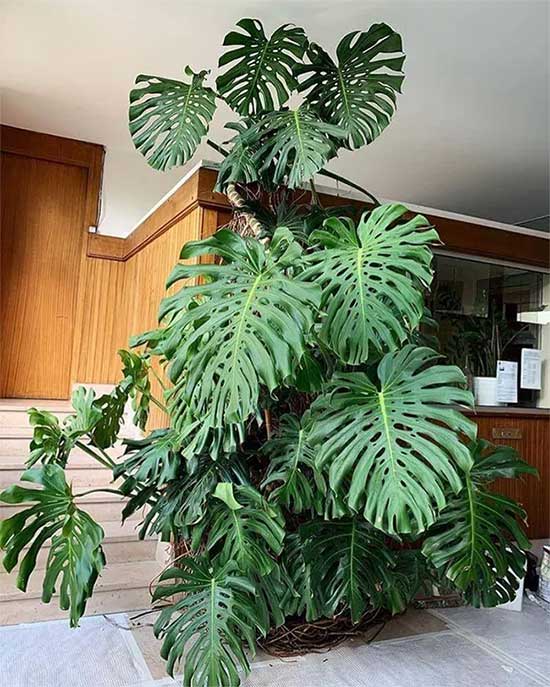 Monstera deliciosa trong tự nhiên có thể cao hơn 20m, tán lá phát triển hơn 1m.