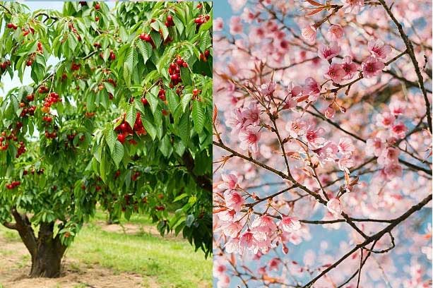 Cây anh đào và cây hoa anh đào. (Nguồn: iStock).