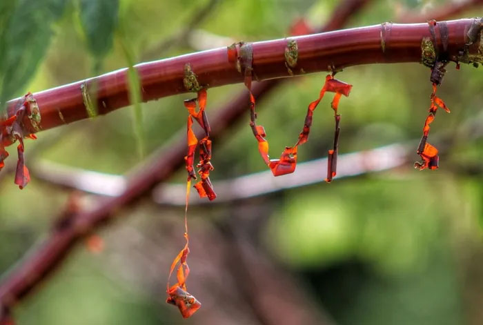 Lớp vỏ cây mỏng như giấy thường bong ra quanh thân và cành của anh đào Tây Tạng. Thứ vỏ này có cấu trúc rất chắc chắn, với độ bền gần bằng mylar - một loại màng polyester có độ bền cao. (Ảnh: Hillier Trees).