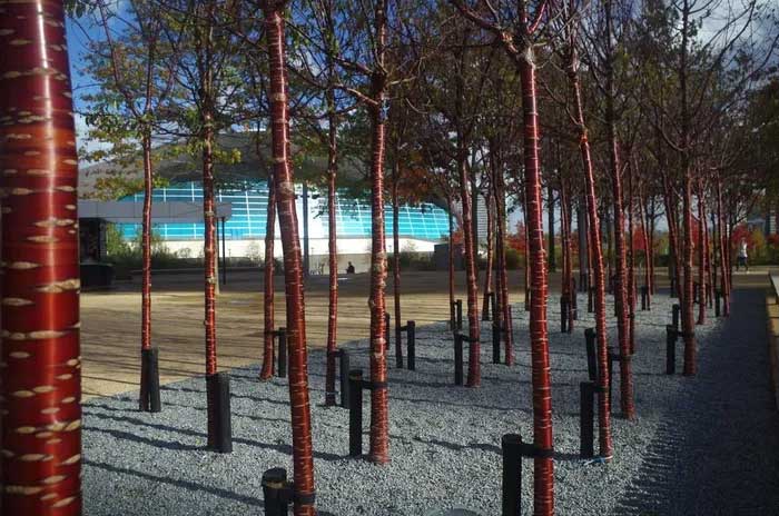 Đôi khi các nhánh của anh đào Nhật Bản (Prunus serrulata) được ghép vào thân anh đào Tây Tạng, tạo thành một cây có vỏ màu đỏ và hoa rực rỡ. (Ảnh: The Columbian).