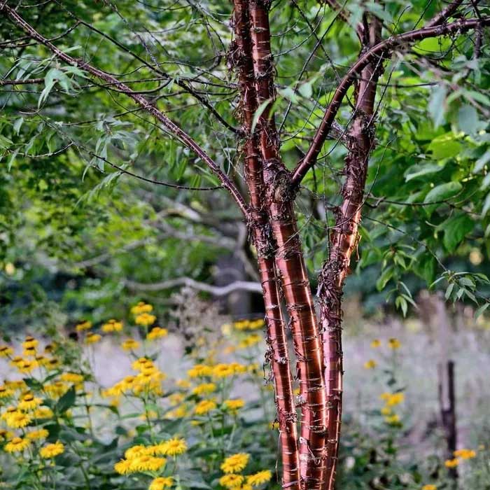 Phân bố ở các vùng núi phía Tây Trung Quốc, chủ yếu là Tây Tạng, anh đào Tây Tạng (Prunus serrula) là loài cây nổi tiếng nhờ một đặc điểm sinh học thú vị. (Ảnh: The Times).