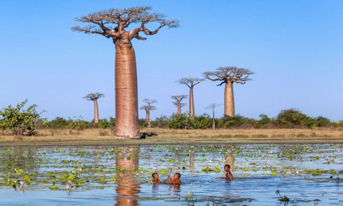 Cây baobab có hình dáng đặc biệt. (Ảnh: One Earth)