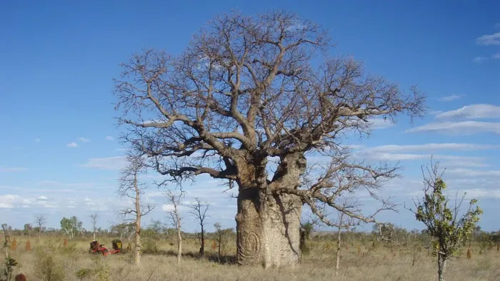 Loài cây bao báp tại vùng sa mạc Tanami, Australia. (Ảnh: sciencenews.org).