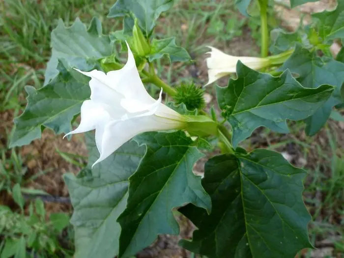 Datura là một trong những cây nguy hiểm nhất thế giới.