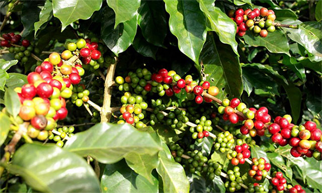 Mexico chủ yếu sản xuất hạt cà phê Arabica chất lượng cao.