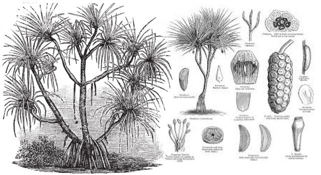 Hình ảnh mô tả của loài cây Pandanus candelabrum. (Ảnh: Pixta).