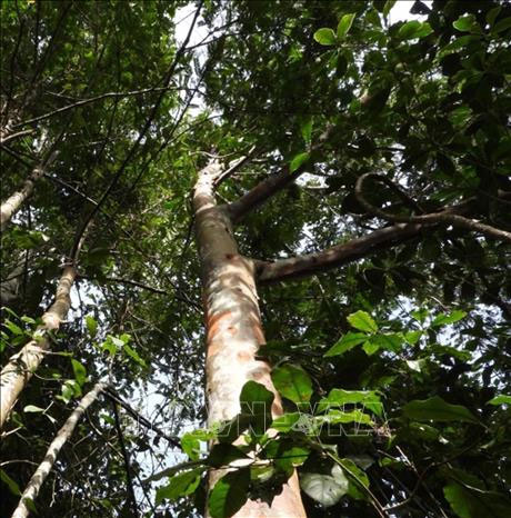 Cây Đỉnh tùng (Cephalotaxus mannii Hook. f.) tại khu Bảo tồn thiên nhiên Pù Luông, tỉnh Thanh Hoá. (Ảnh: TTXVN).