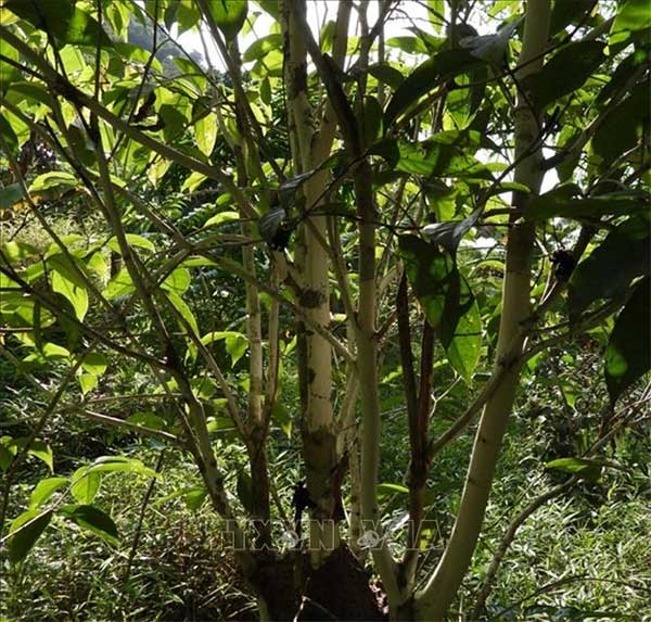 Cây Trà hoa trái mỏng (Camellia pleurocarpa) tại khu Bảo tồn thiên nhiên Pù Luông, tỉnh Thanh Hoá. (Ảnh: TTXVN).