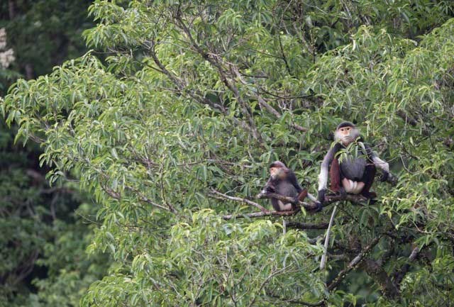 Theo số liệu thống kê sơ bộ của Ban quản ký Khu dự trữ Động Châu – Khe Nước Trong, hiện khu vực này là nơi cư trú của 76 loài thú, 214 loài chim và 671 loài bò sát. Trong đó có rất nhiều loài động, thực vật quý hiếm có nguy cơ tuyệt chủng cao. (Trong hình là chà vá chân nâu, một loài linh trưởng đặc hữu quý hiếm, đang trong tình trạng cực kỳ nguy cấp tại Việt Nam).