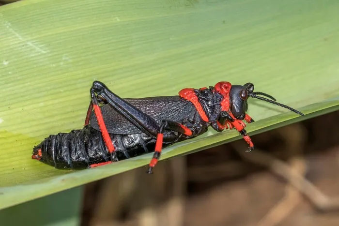 Châu chấu bọt độc (Dictyophorus spumans) dài 6-8 cm, là loài côn trùng bản địa của Nam Phi. Màu đỏ đen tương phản cảnh báo các loài săn mồi rằng chúng có độc. Loài này có thể tiết ra bọt độc từ các tuyến ngực. (Ảnh: Wikipedia).