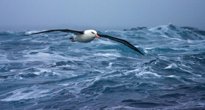  Loài chim Albatross lướt và bay trên bề mặt các vùng nước để tiết kiệm năng lượng. (Ảnh: Shutterstock).