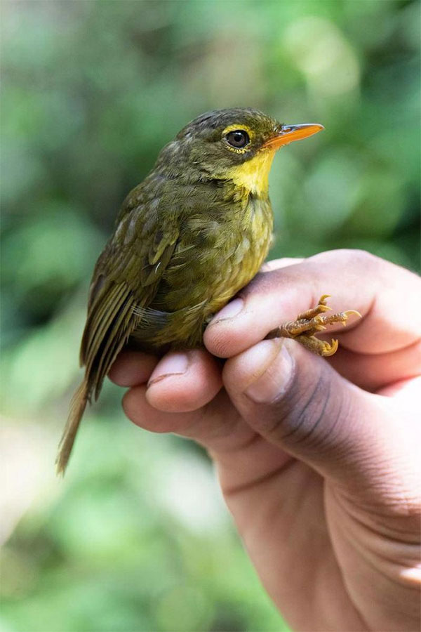 Chim Dusky Tetraka xuất hiện trở lại trong tự nhiên sau 24 năm. (Ảnh: AFP).