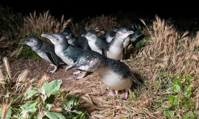 Chim cánh cụt tiên (Eudyptula minor) trên đảo Phillip trở về tổ vào buổi tối. (Ảnh: Tui De Roy)