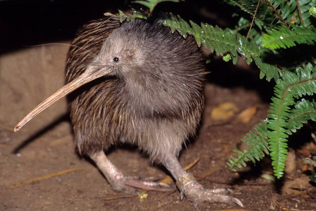 Kiwi không chỉ không giống bất kỳ loài chim nào khác - mà theo một cách nào đó, nó còn rất giống động vật có vú sống về đêm, sử dụng khứu giác để kiếm ăn vào ban đêm. Chúng xây hang giống như con lửng, nơi chúng ngủ đứng. Nhiệt độ cơ thể của chúng thấp hơn hầu hết các loài chim, dao động từ 39°C – 42°C, trrong khi đó chim Kiwi có nhiệt độ từ 37°C đến 38°C.