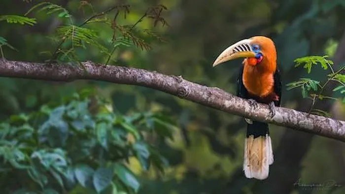 Loài chim này đang suy giảm số lượng nhanh chóng ở Việt Nam. Trong Sách Đỏ Việt Nam, loài chim độc đáo này nằm trong diện Cực kỳ nguy cấp