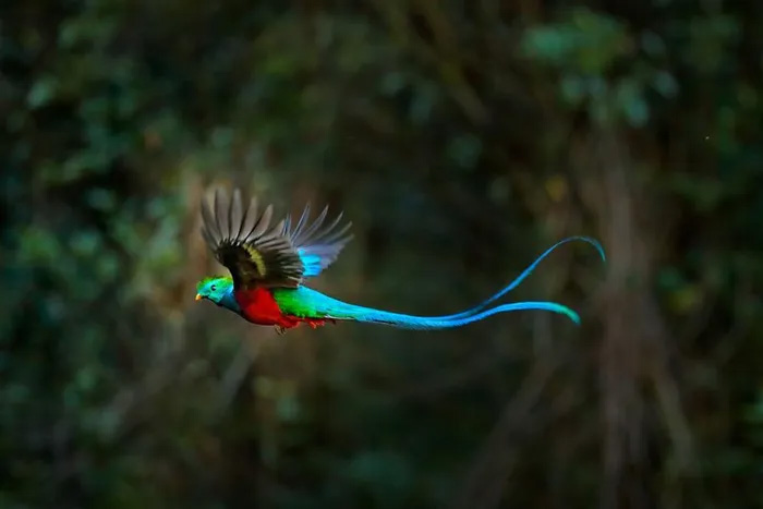 Vẻ đẹp huyền bí của chim Resplendent Quetzal