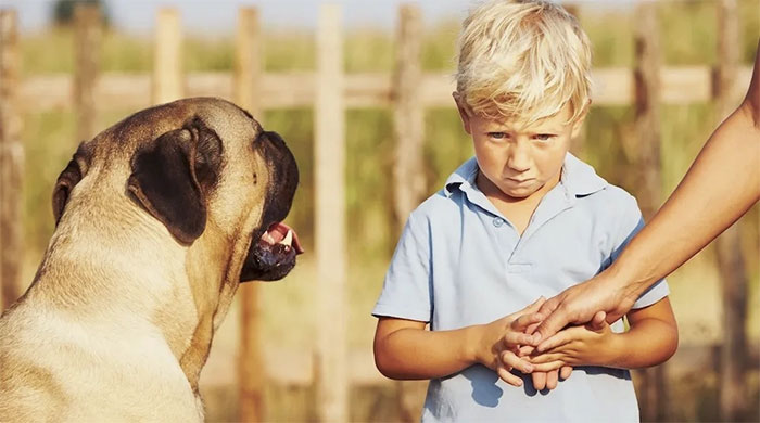 Các nhà khoa học đã tìm hiểu xem chó có ngửi thấy mùi sợ hãi ở người hay không. (Ảnh: Chalabala/Getty Images).