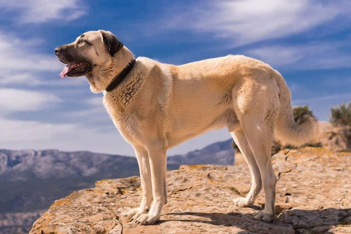  Chó Kangal được sử dụng để bảo vệ gia súc ở Thổ Nhĩ Kỳ.