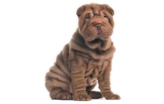 Chó Shar Pei hay còn được gọi là chó Sa Bì.