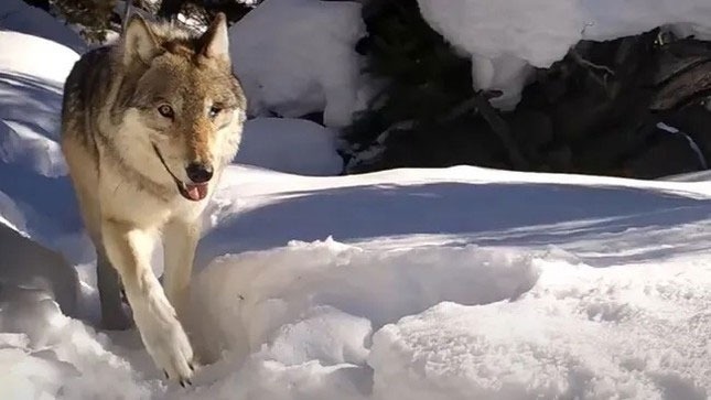 Wolf 907F đi ngang qua camera trên đường mòn ở Công viên Quốc gia Yellowstone. (Ảnh: Dự án Yellowstone Wolf và Cougar).