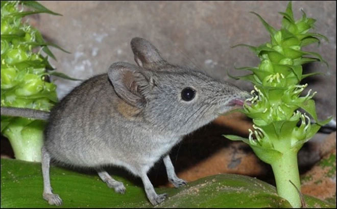  Chuột chù voi Cape Rock. (Nguồn: wildmammal).