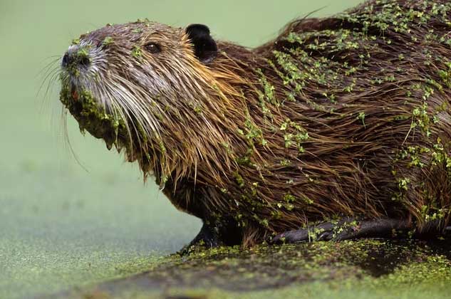 Một con chuột hải ly được tìm thấy ở bang Louisiana, Mỹ. (Ảnh: NatGeo).