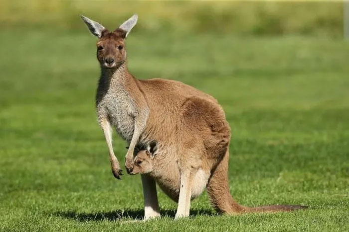 Kangaroo là loài lớn nhất trong họ Macropodidae. Chúng là loài thú có túi có nguồn gốc từ Úc và New Guinea và chúng có 2 buồng dạ dày. Kangaroo là động vật ăn cỏ và chăn thả chủ yếu trên cỏ và đôi khi là cây bụi.